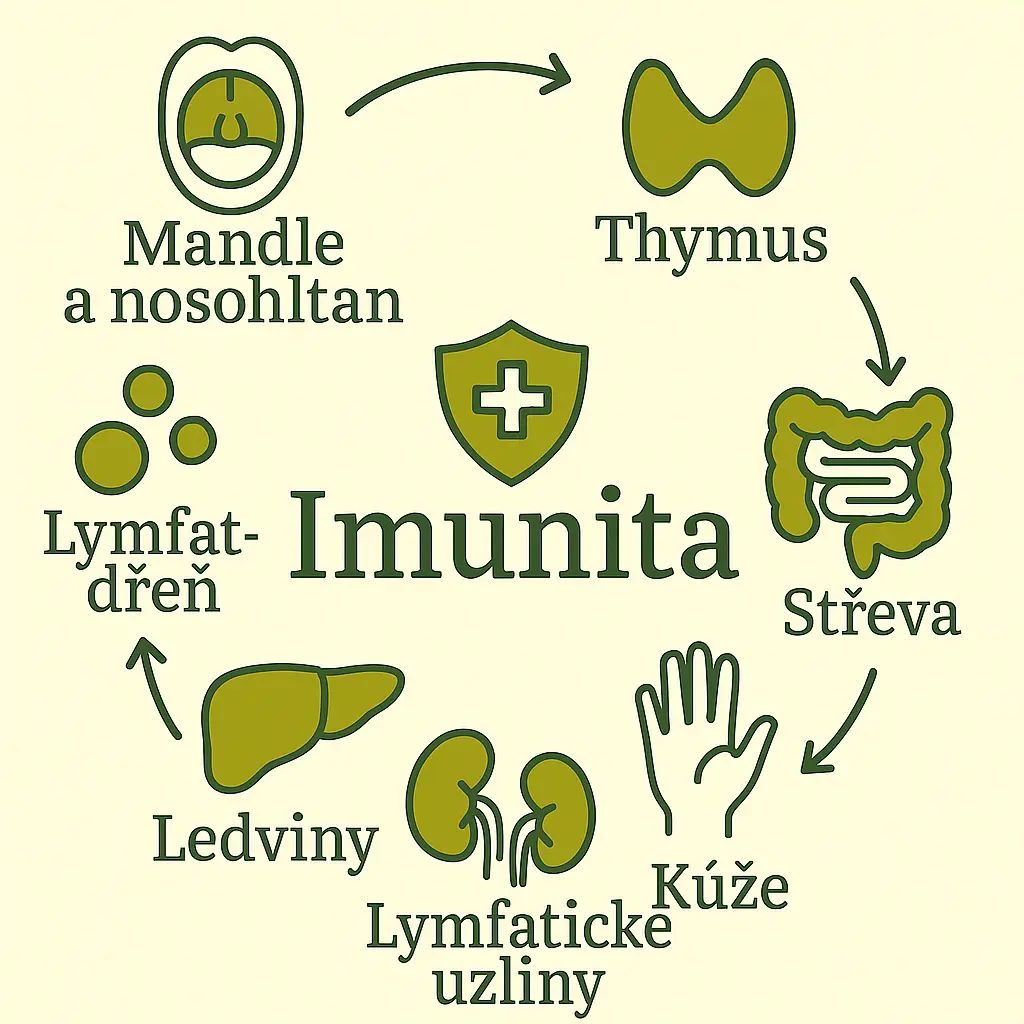 Graf Co má vliv na imunitu